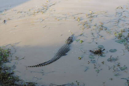 Crocodiles can also be seen during the trekking adventure in Sri Lanka.