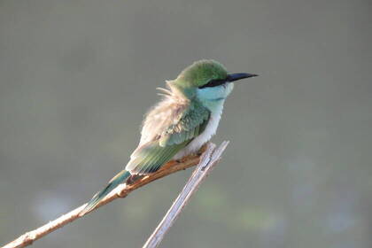 Colorful, exotic birds on the trekking & wildlife adventure in Sri Lanka