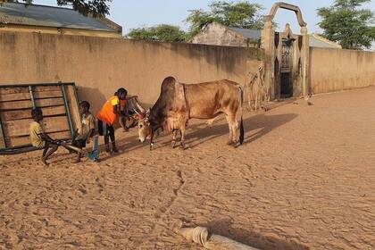 Kinder mit einer Kuh im Südwest-Senegal