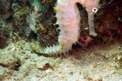 Seepferdchen in Tansania