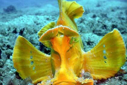 Farbenfroher Fisch in Tansania