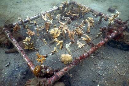 Anzuchtstationen für Korallen