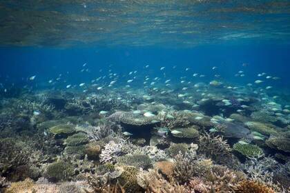 Faszinierende Unterwasserwelt in Mtwara, Tansania