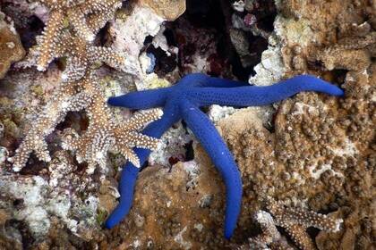 Unterwasser gibt es viel zu entdecken, z.B. blaue Seesterne.