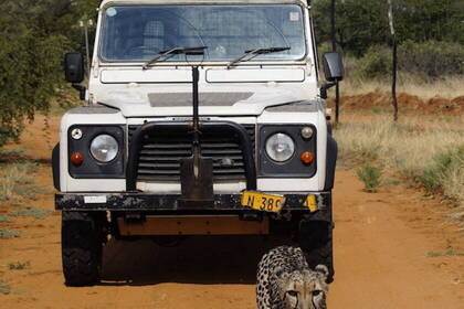 Volunteering im Wildlife Projekt in Namibia