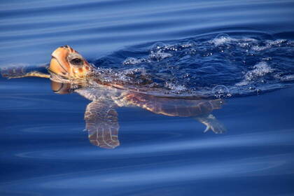 Eine Schildkröte schwimmt im Atlantik.