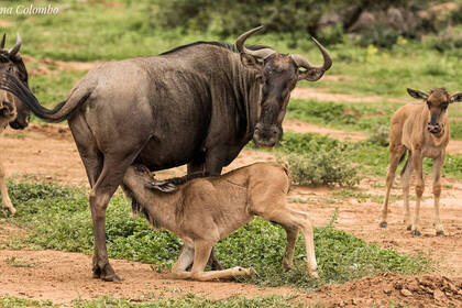 Blue wildebeest with calf in the national park