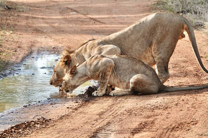 Löwen beim Trinken