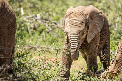 Elefantenbaby bei der Safari Tour in Südafrika