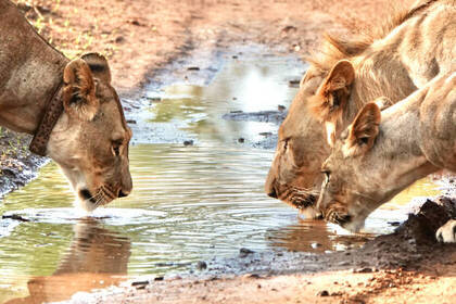 Löwen beim Trinken am Wasserloch