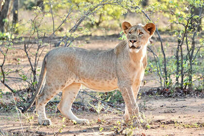 Junges Löwenweibchen vor der Abenddämmerung