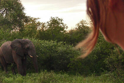 Elefant in der freien Wildbahn