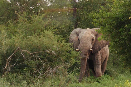 Elefant in den afrikanischen Wäldern