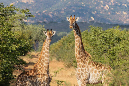 Giraffen in Südafrika