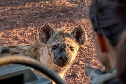 Hyena in South Africa