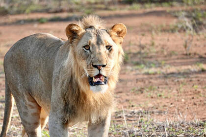 Male lion close up