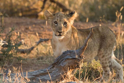Löwenwelpe in der Abenddämmerung