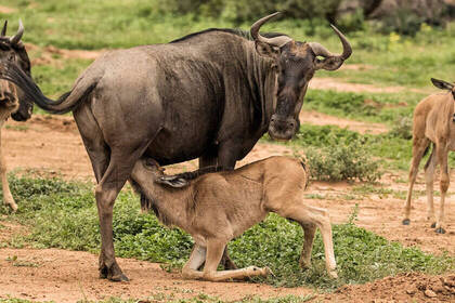 Blue wildebeest with calf in the national park