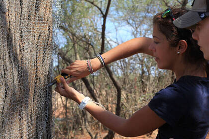 Volunteers beim Reparieren eines Zaunes