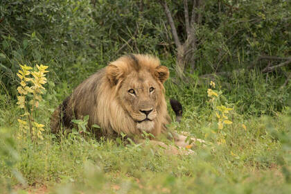 Löwenmännchen aus nächster Nähe