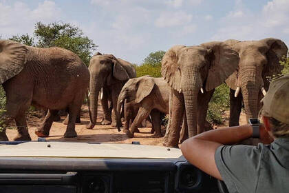 Elefanten in der Gruppe in der Savanne