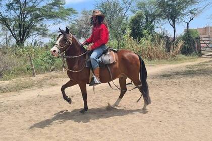Lauffreudige und sanfte Pferde warten auf Volunteers