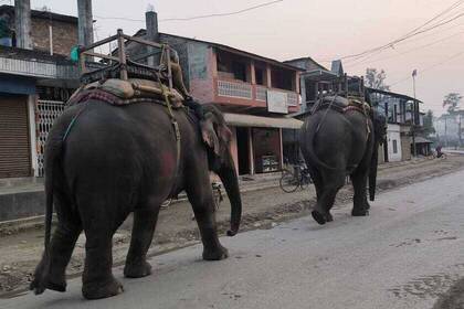 Elefanten in Chitwon, Nepal