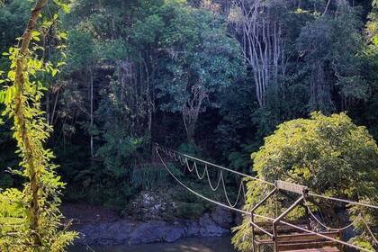 Brücke im Regenwald