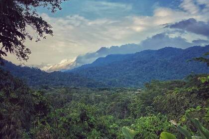 View of the rainforest Peru