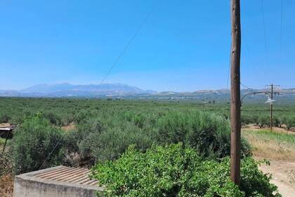 Olivenfelder am Standort