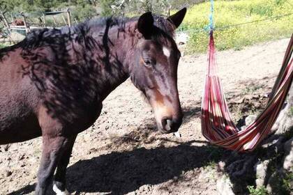 Pferd im Projekt in Andalusien