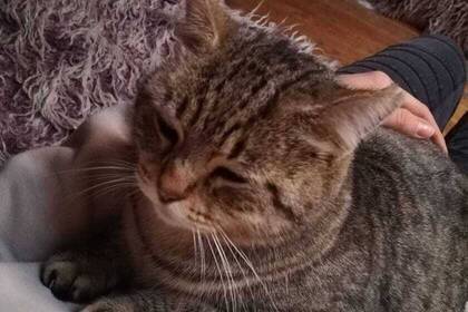 Katze im Pferdeprojekt