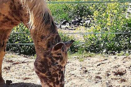 Pferdeprojekt Andalusien