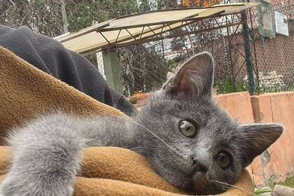 Katze im Tierschutzprojekt in Peru