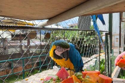 Papagei im Tierschutzprojekt