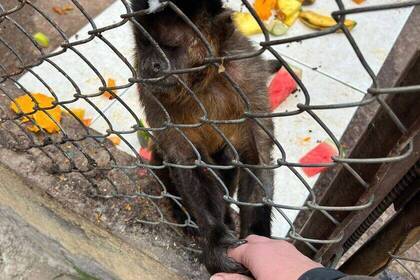 Monkey in the Peru animal protection project