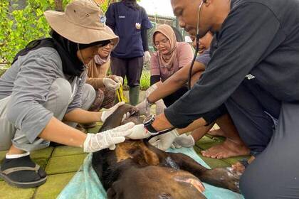 Arbeit im Tierschutzprojekt