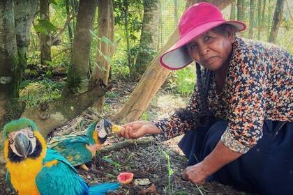Papageien im Projekt