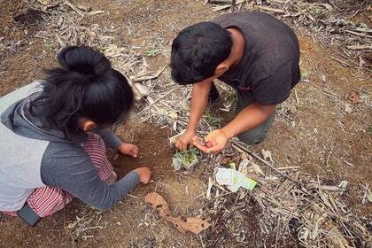 Planting seedlings in the rainforest