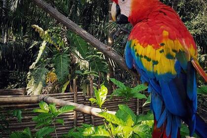 Papagei im Amazonas Projekt