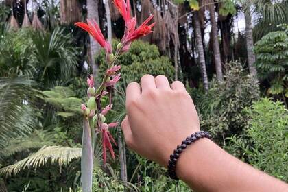 Pflanzenvielfalt im Amazonas