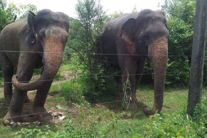 Elefanten im Projekt