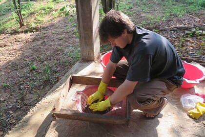 Waschen von Elefantenmist