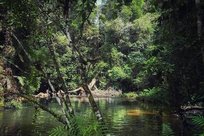 Umgebung Amazonas Gebiet
