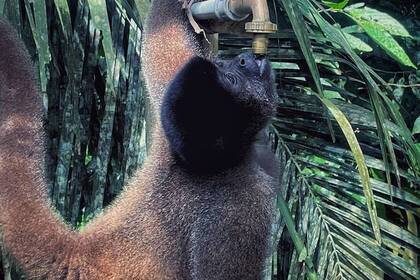 Äffchen bedient sich am Wasserhahn