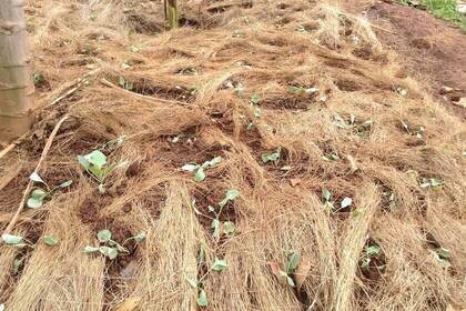 angepflanztes Feld auf der Farm
