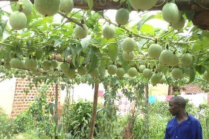 angepflanzte Früchte 