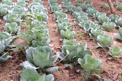 Gemüse auf dem Feld