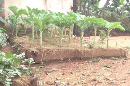 angepflanztes Gemüsebeet auf der Farm