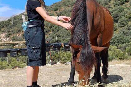  Pferdeprojekt in Spanien